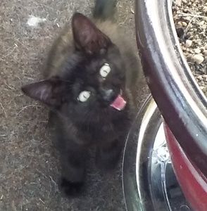 Meet your Posher, Joy